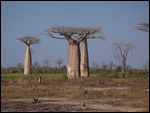 BIG baobab