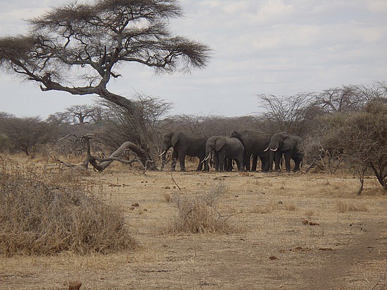 Elephants and Acacia Tree