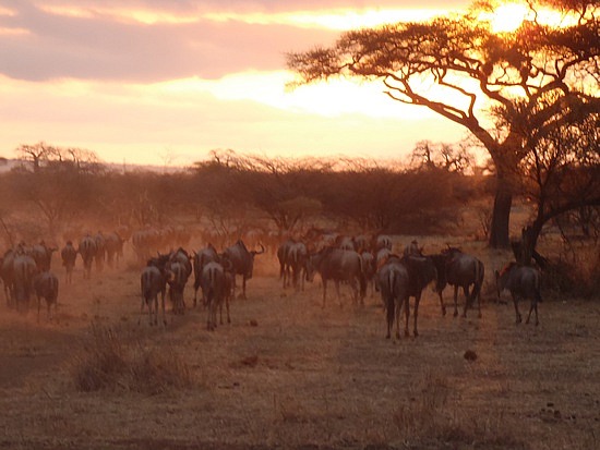 Elephants in the morning sun!