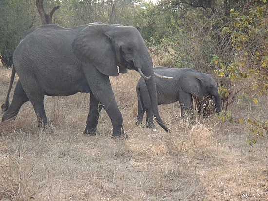 Family of Elephant