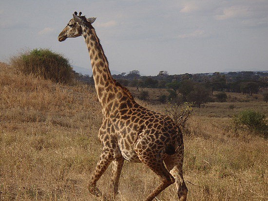 Giraffe on the Run!