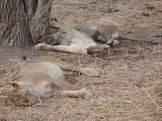 Lioness resting