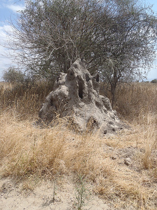 Termite Mound