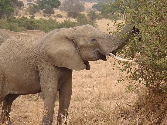 ummmm.. yummy elephant food