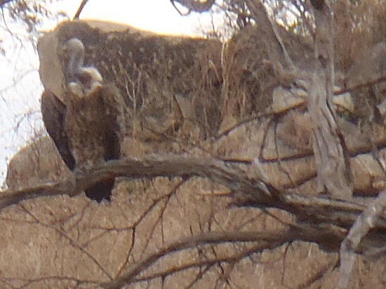 White headed buzzard