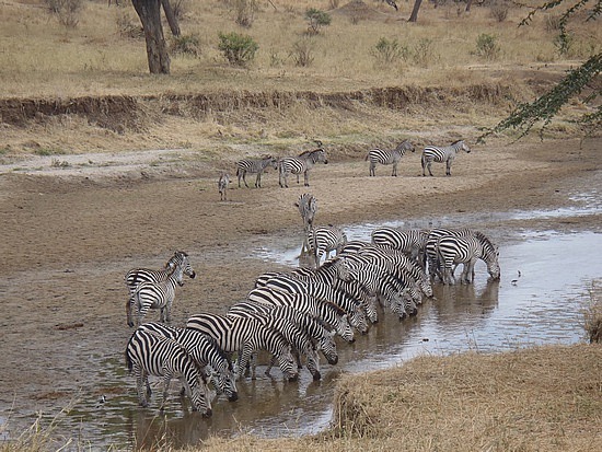 Zebra at the river