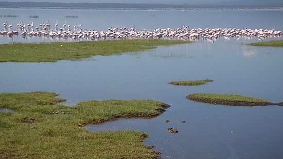 Flamingo Heaven