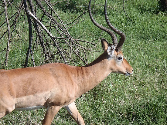 Impala