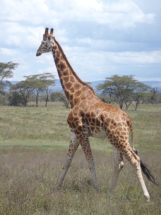 The Rothschild Giraffe