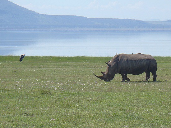 The White Rhino