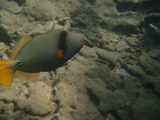 Parrot Fish .. I think