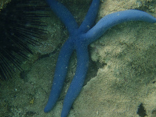 Starfish so blue!