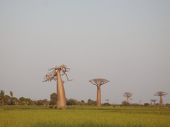 Baobas in the rice paddies.. get the pic ;)