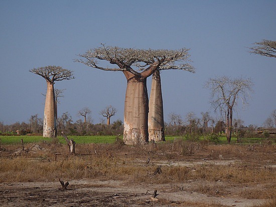 BIG baobab