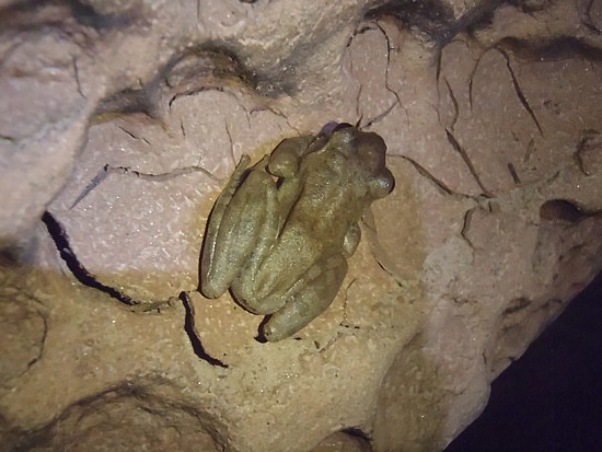 Cave frog