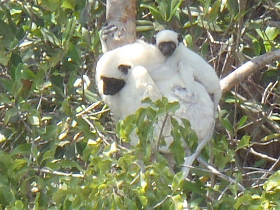 Sefaka Lemur and her baby