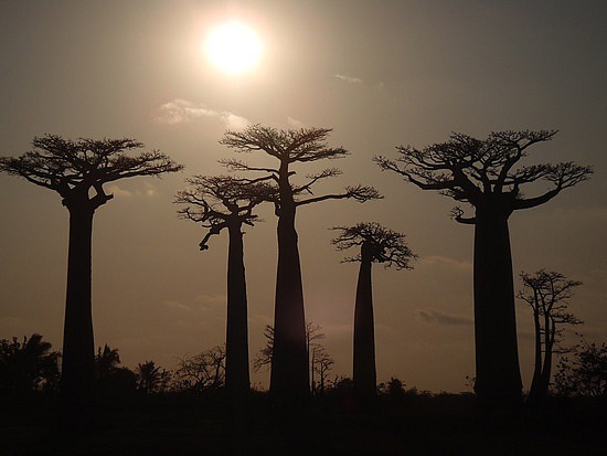 Sunset Baobab