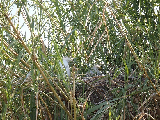 Baby Cranes