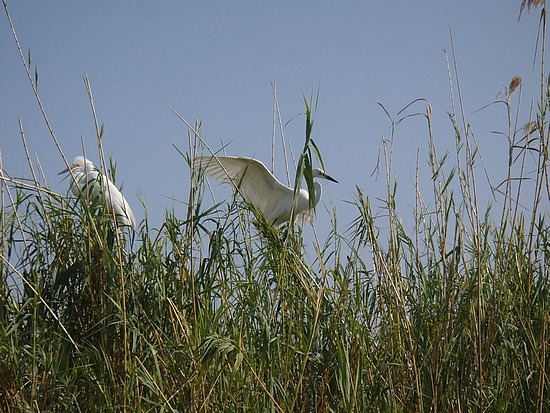 Crane's nesting