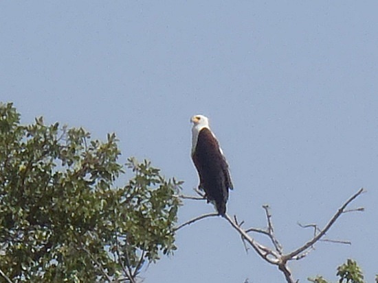 Fish eagle.. we saw 38 that day!