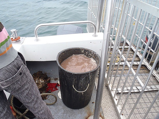 Big bucket of chum.. lunch anyone?