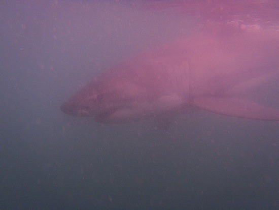 First underwater sighting