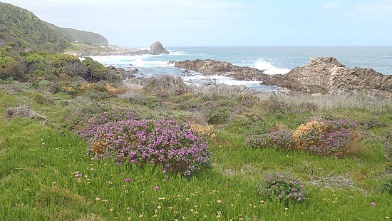 Lovely meadow