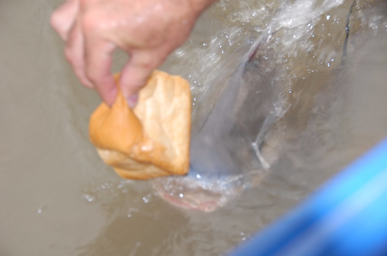 Feeding the wicked carp