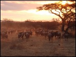 Elephants in the morning sun!