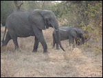 Family of Elephant