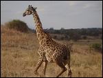 Giraffe on the Run!