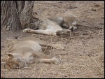 Lioness resting