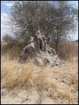 Termite Mound