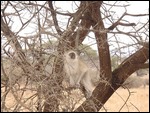 White faced Monkey