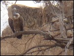 White headed buzzard