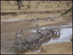 Zebra at the river