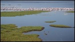 Flamingo Heaven