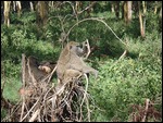 Pensive Baboon