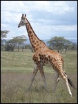 The Rothschild Giraffe