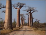 Avenue of the Baobabs