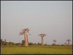 Baobas in the rice paddies.. get the pic ;)