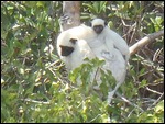 Sefaka Lemur and her baby