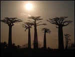 Sunset Baobab