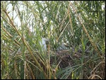 Baby Cranes