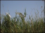 Crane's nesting