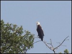 Fish eagle.. we saw 38 that day!