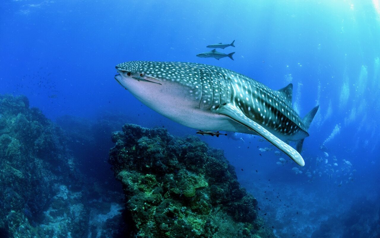 Belize it or Not