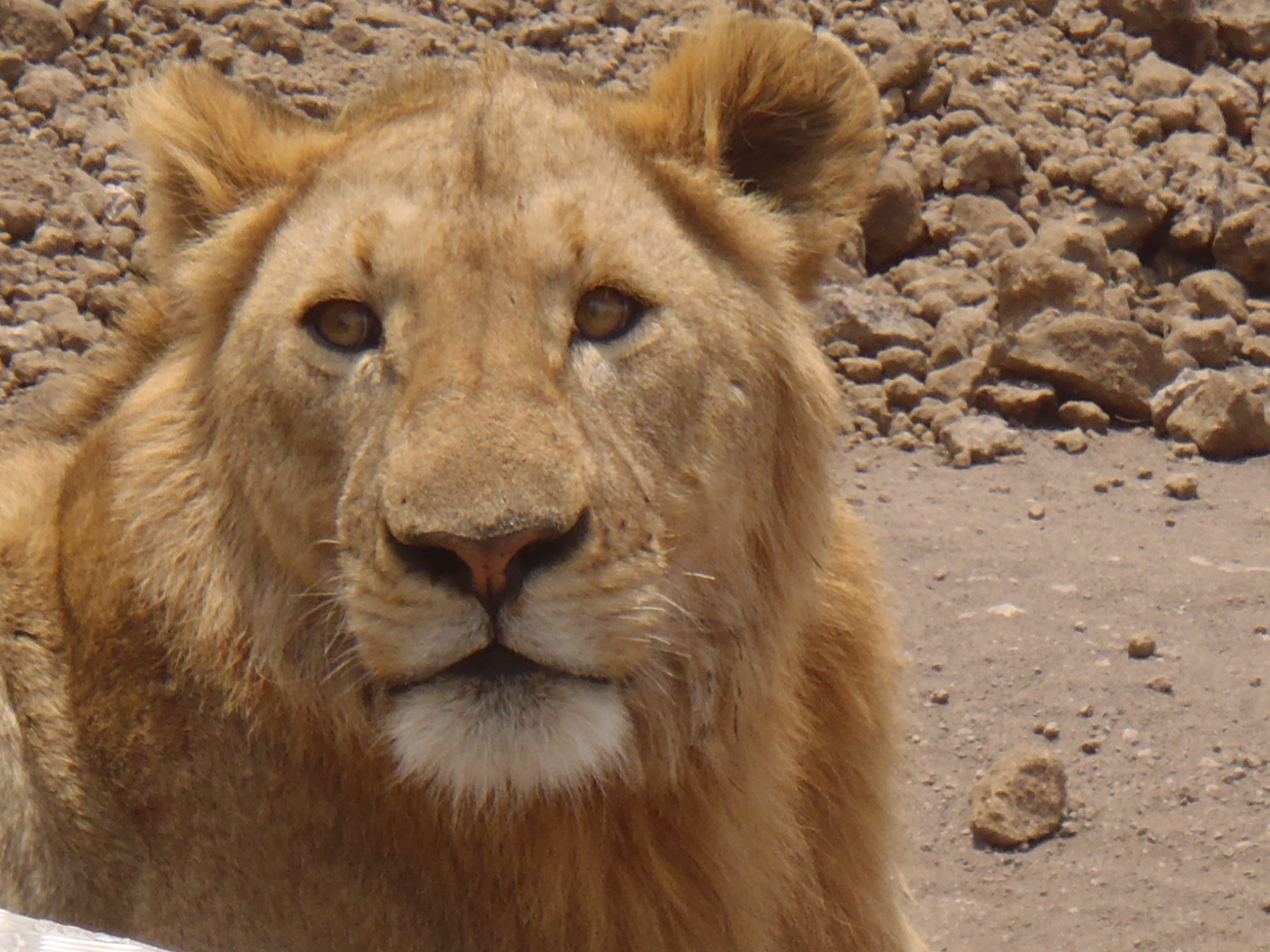 TIA — This Is Africa: Tanzania & Kenya, Bow to Stern