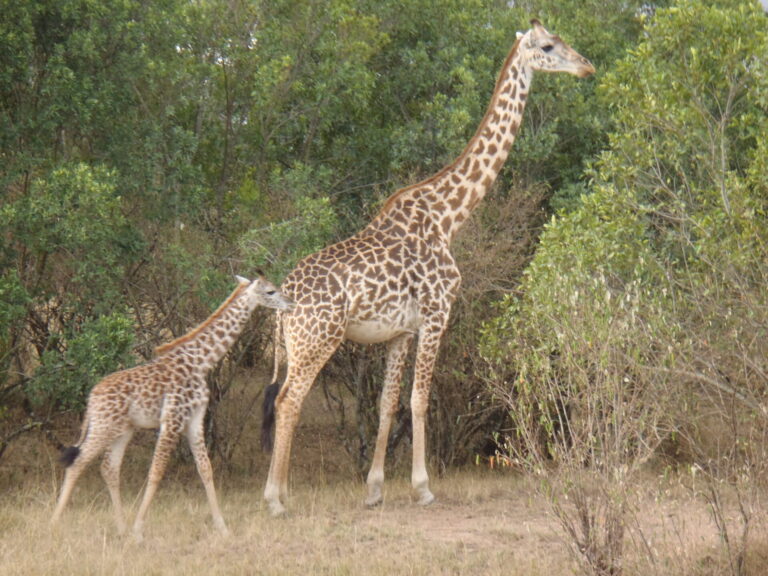 8 Things Nobody Tells You About Tanzania & Kenya
