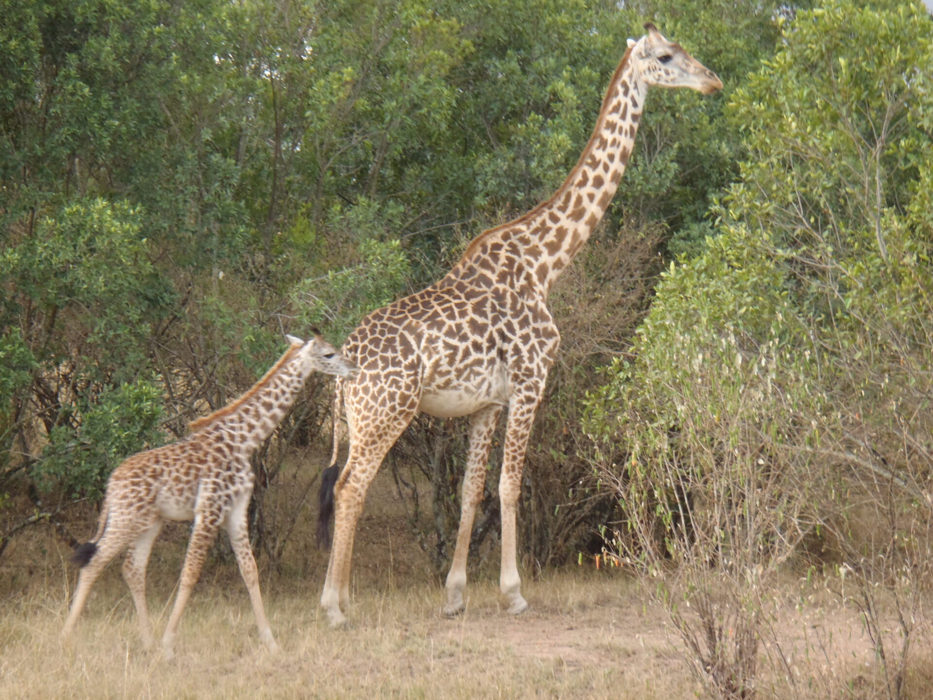 8 Things Nobody Tells You About Tanzania & Kenya